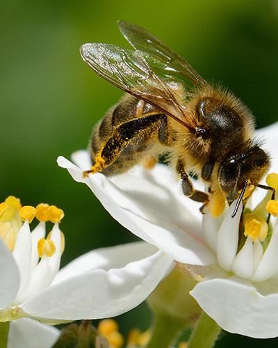 prodotrti biologici vicino a me
