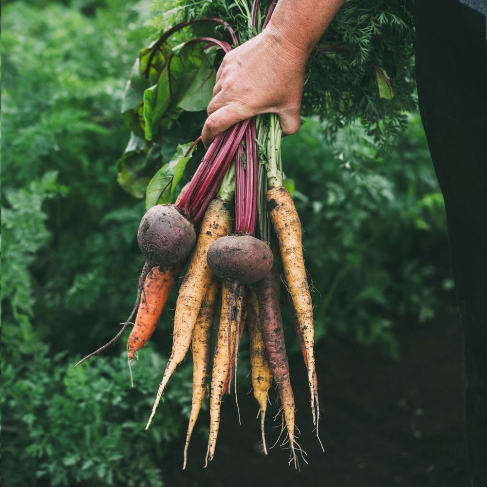 Raccolta di verdure fresche nell’orto di Kaiser FarmHouse durante il raccolto stagionale.