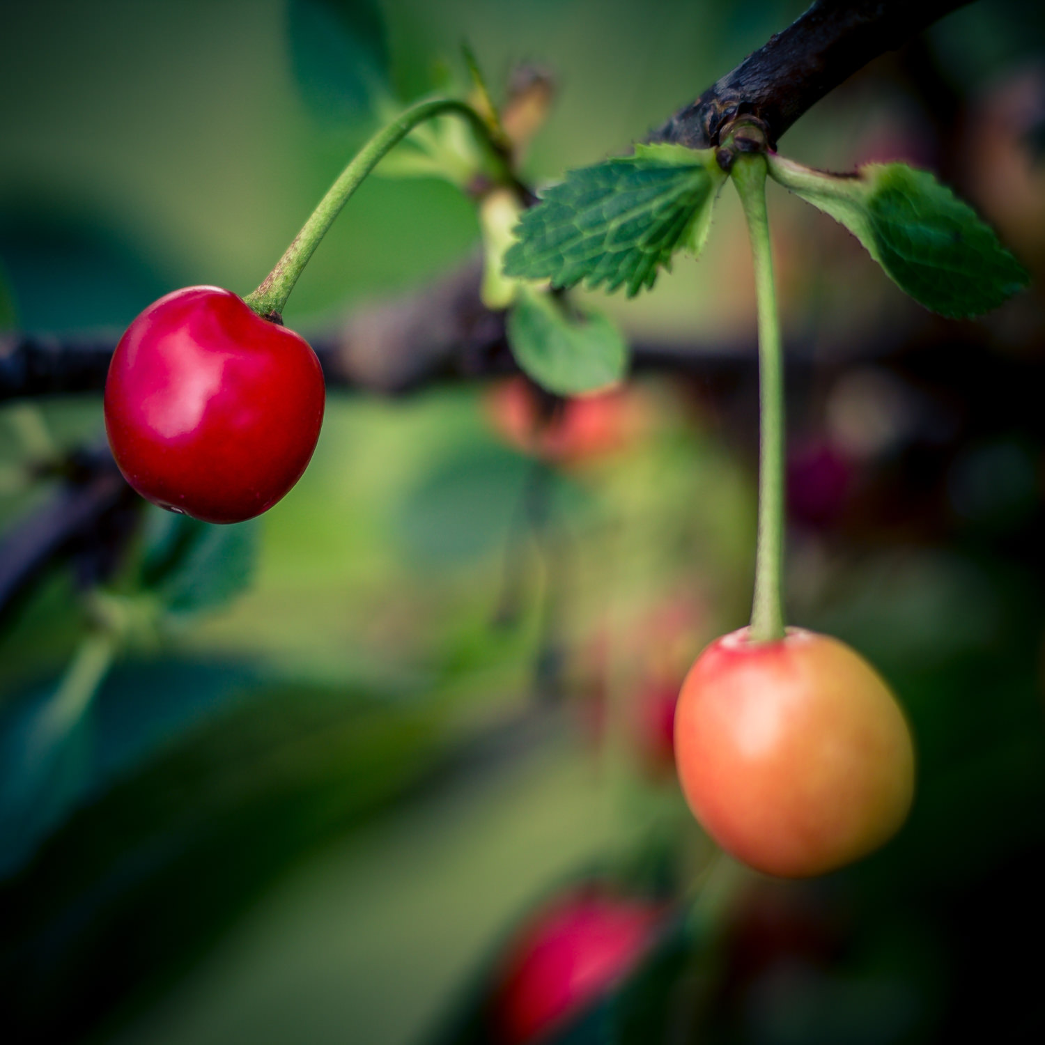 Due ciliegie mature su ramo, una rossa e una ancora gialla.